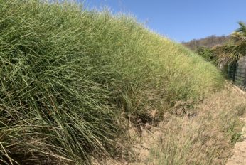 Vetiver at Montecito